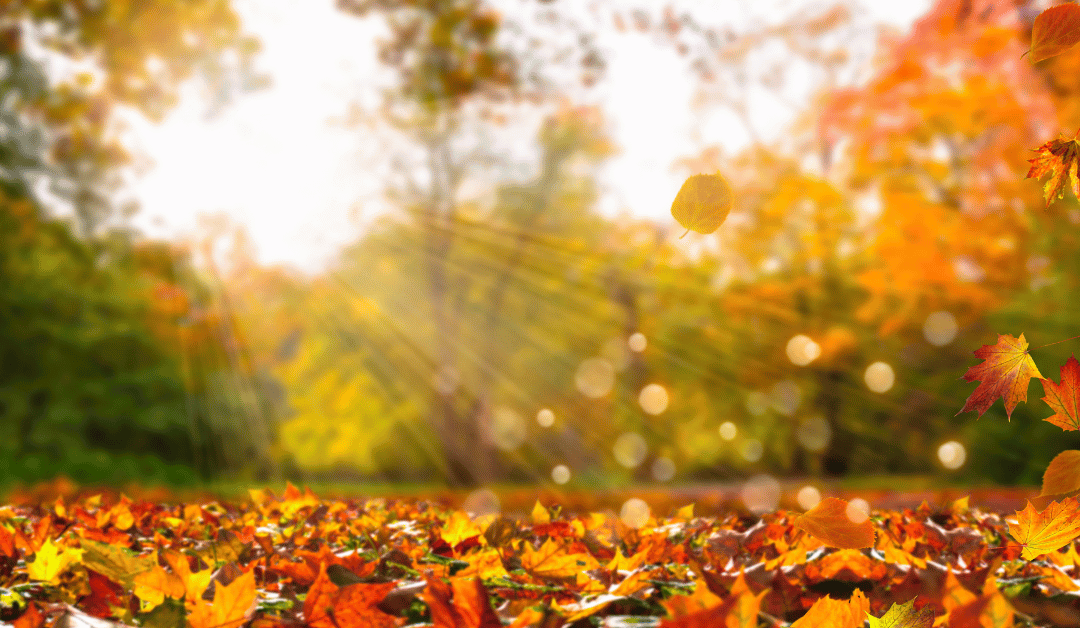 fall storage solutions