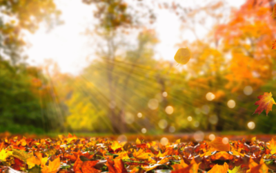 Fall Cleanup Made Easy: Smart Fall Storage Solutions