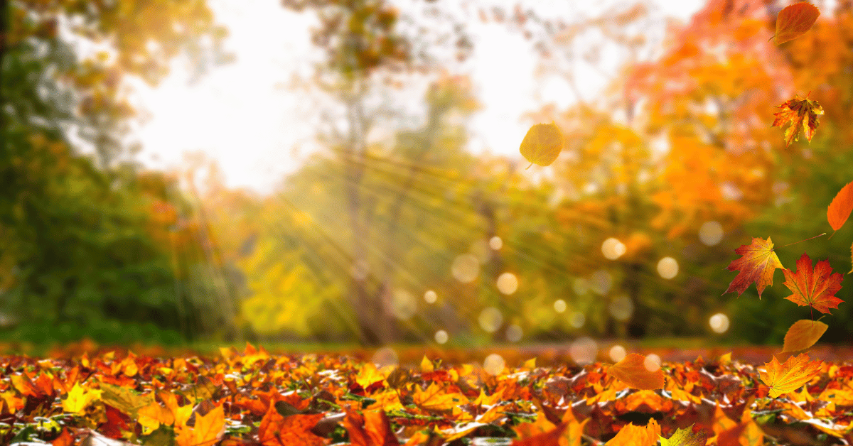 Fall Cleanup Made Easy: Smart Fall Storage Solutions - Ace Self Storage